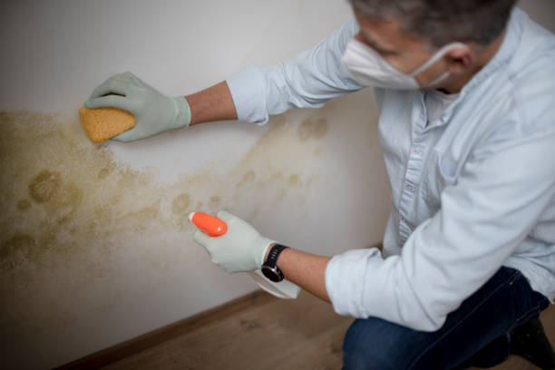 Best Crawl Space Mold Remediation in Menomonee Falls, WI